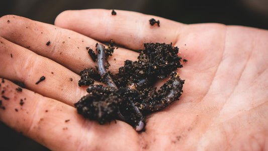 Worms covered in soil on a person's hand