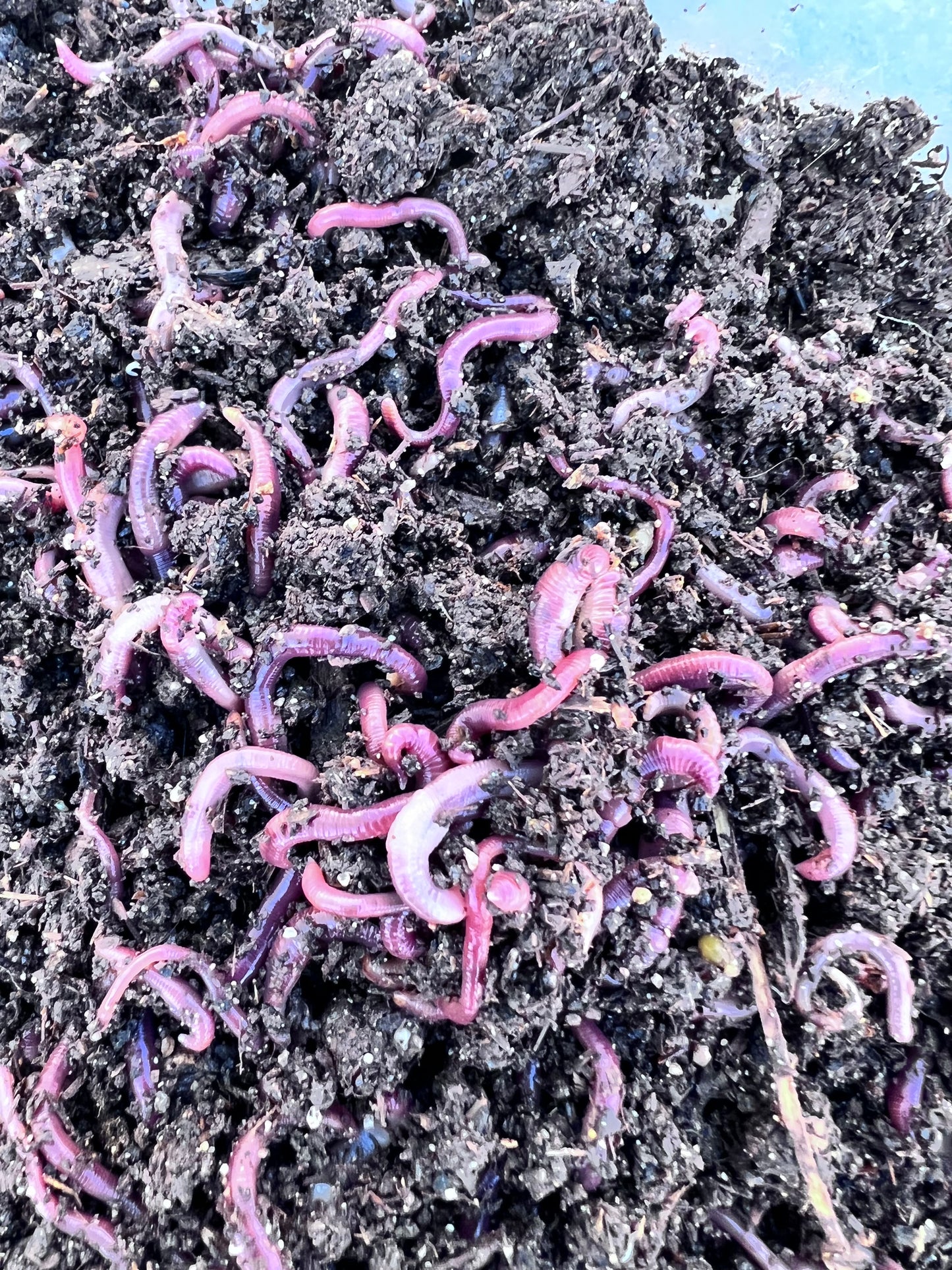 100 Count Composting Red Wiggler Worm Mix