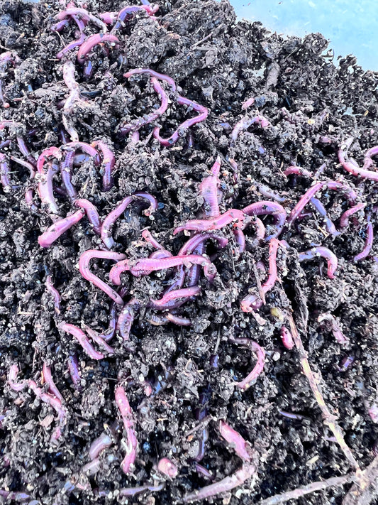 250 Count Composting Red Wiggler Worm Mix