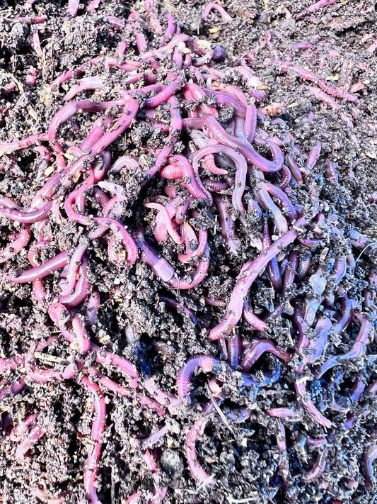 Worms – Nature's Dream Ranch