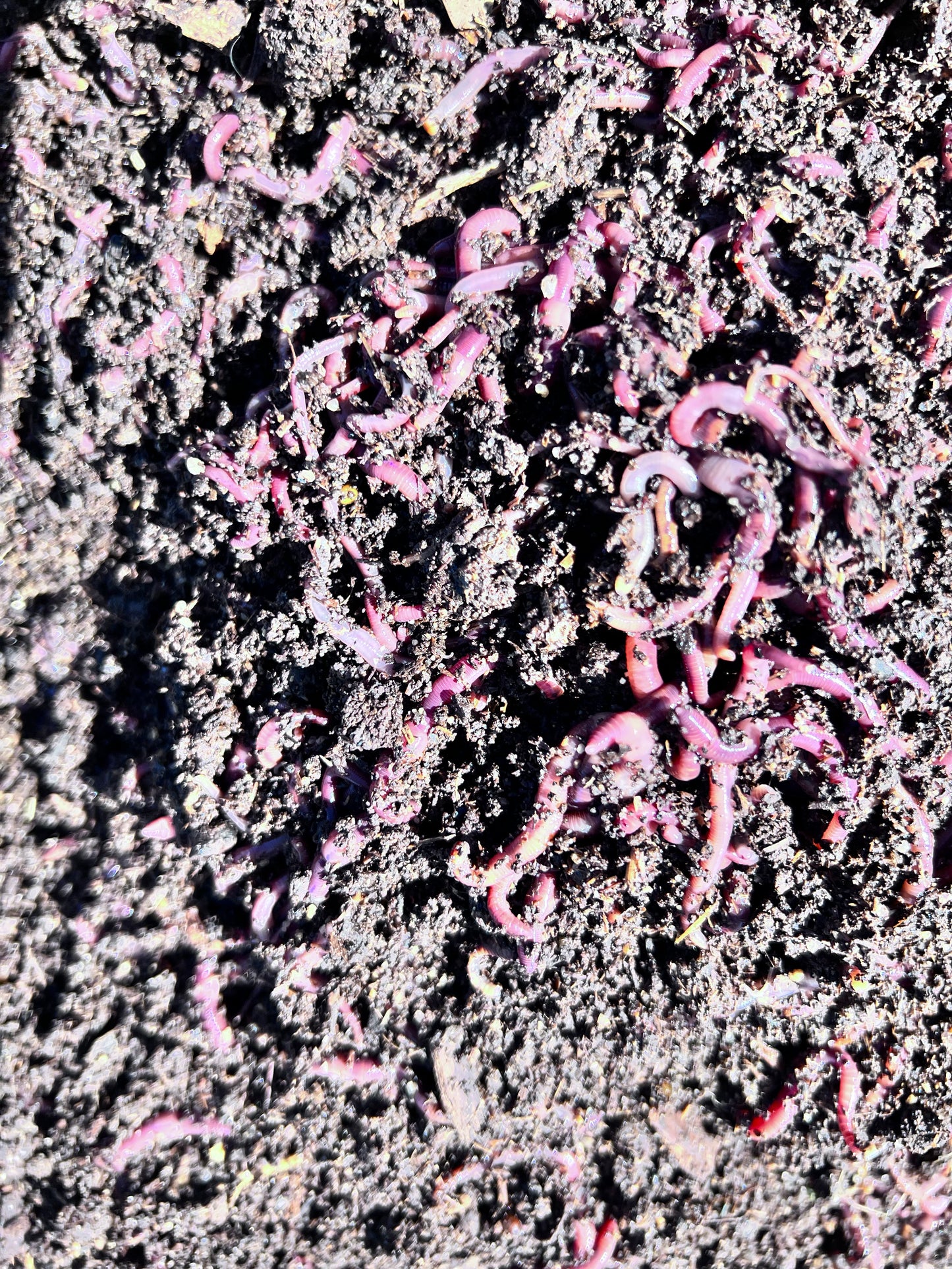 150 Count Composting Red Wiggler Worm Mix