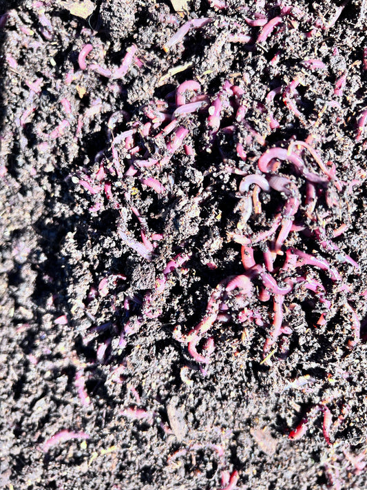 150 Count Composting Red Wiggler Worm Mix