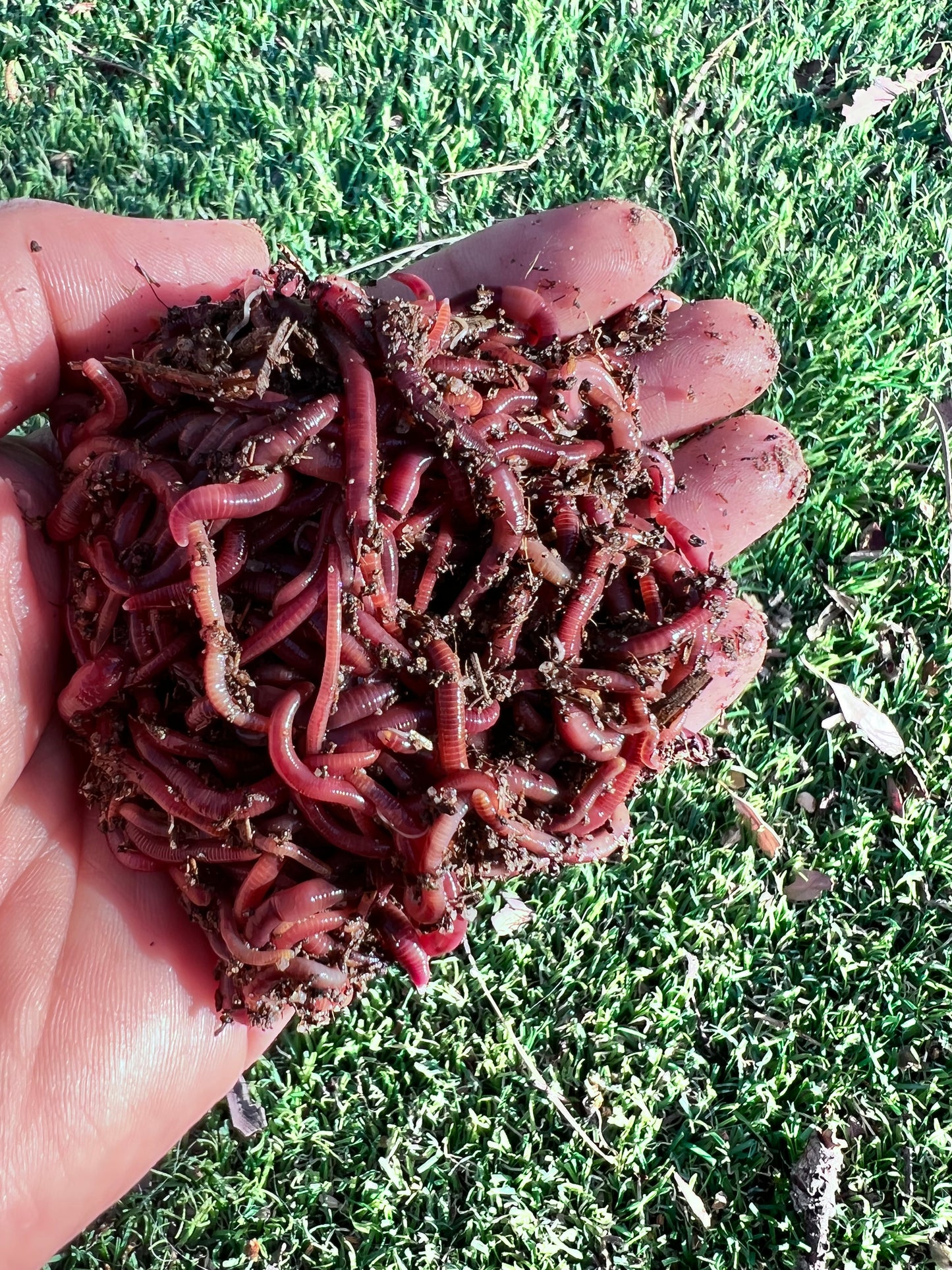 50 Count Red Wiggler Worm Compost Bait Mix