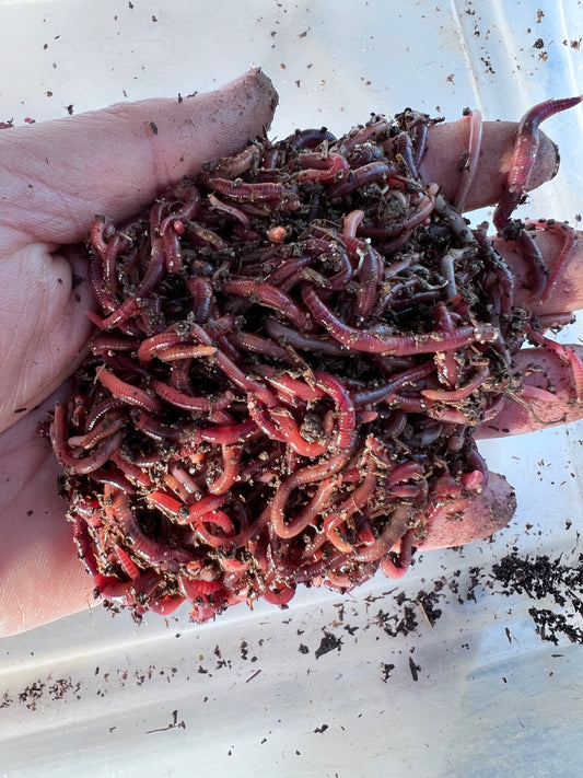 150 Count Composting Red Wiggler Worm Mix