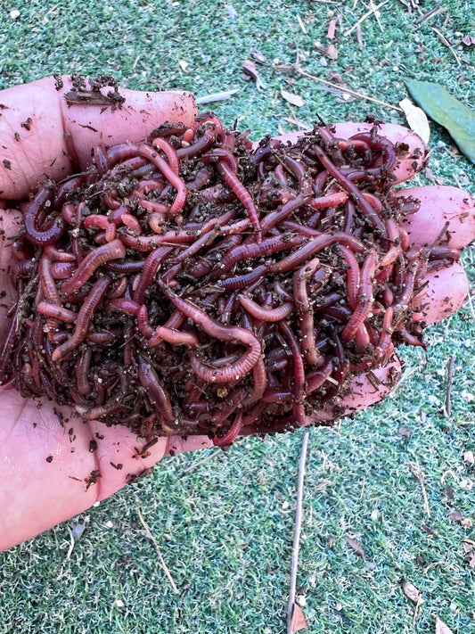 100 Count Composting Red Wiggler Worm Mix